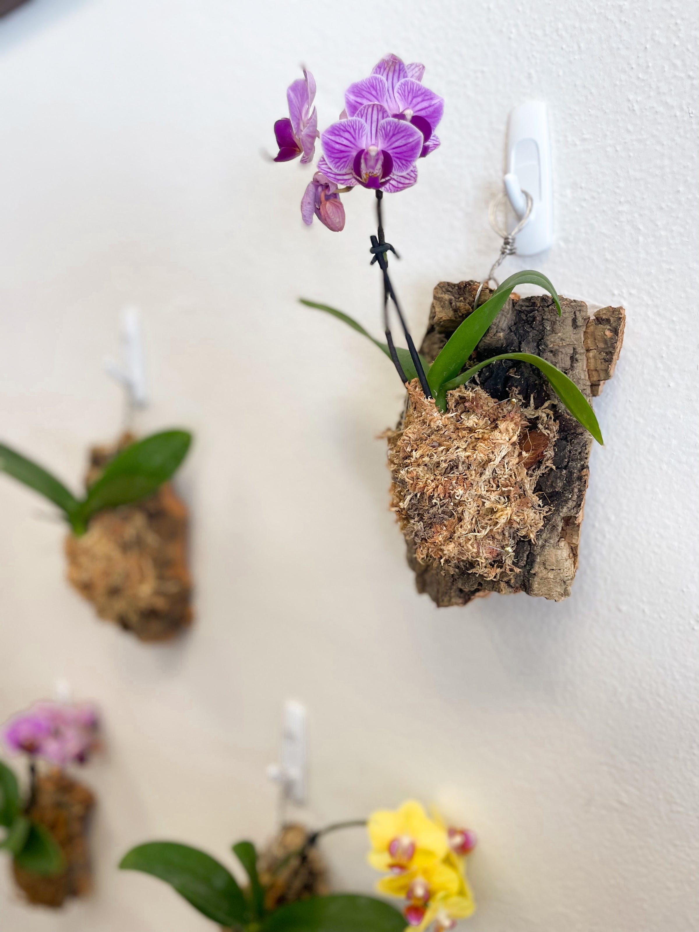 Mounted Orchid Workshops | The Split Leaf Co