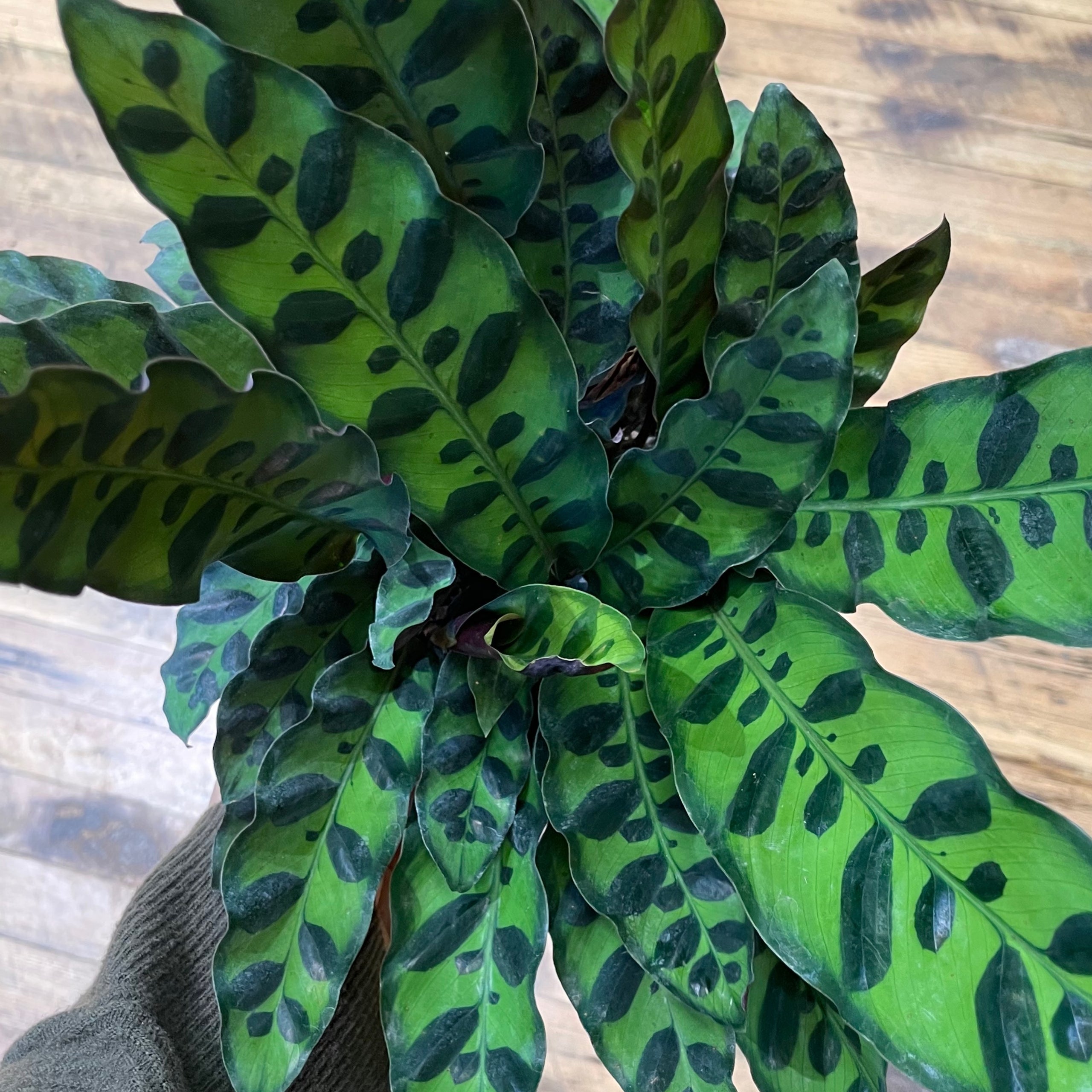 6" Rattlesnake Calathea The Split Leaf Co